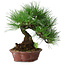 Pinus thunbergii, 27 cm, ± 20 ans, dans un pot japonais fait main par Shibakatsu