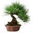 Pinus thunbergii, 27 cm, ± 20 Jahre alt, in einem handgefertigten japanischen Topf von Shibakatsu