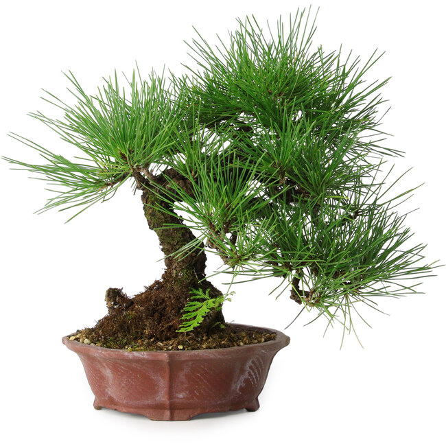 Pinus thunbergii, 27 cm, ± 20 ans, dans un pot japonais fait main par Shibakatsu