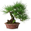 Pinus thunbergii, 27 cm, ± 20 ans, dans un pot japonais fait main par Shibakatsu