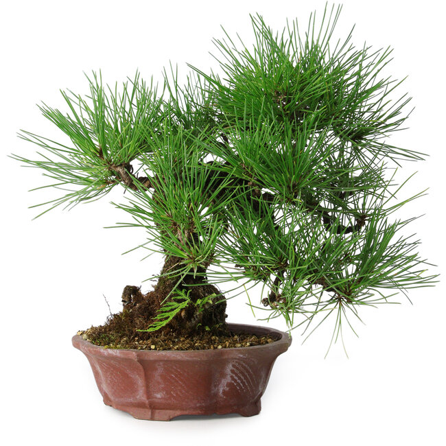 Pinus thunbergii, 27 cm, ± 20 anni, in un vaso giapponese fatto a mano da Shibakatsu