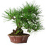 Pinus thunbergii, 27 cm, ± 20 ans, dans un pot japonais fait main par Shibakatsu