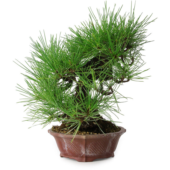 Pinus thunbergii, 27 cm, ± 20 anni, in un vaso giapponese fatto a mano da Shibakatsu