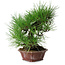 Pinus thunbergii, 27 cm, ± 20 jaar oud, in een handgemaakte Japanse pot van Shibakatsu