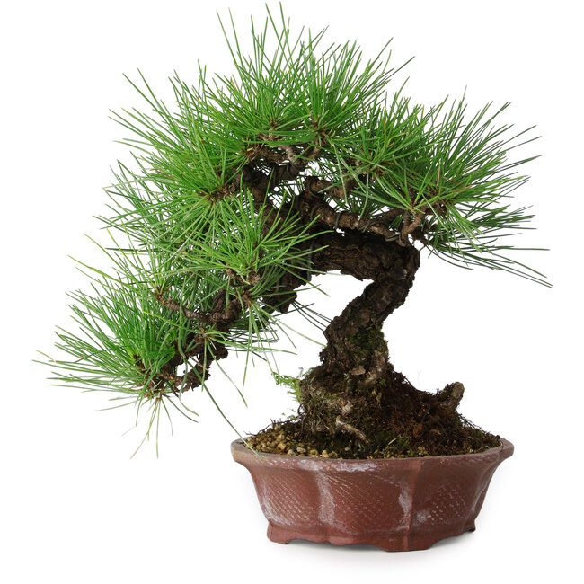 Pinus thunbergii, 27 cm, ± 20 anni, in un vaso giapponese fatto a mano da Shibakatsu