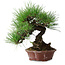 Pinus thunbergii, 27 cm, ± 20 ans, dans un pot japonais fait main par Shibakatsu