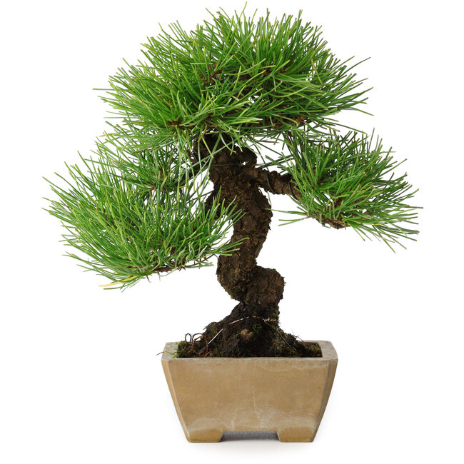 Pinus thunbergii, 26 cm, ± 20 años, en maceta con un desprendimiento en el borde