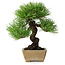 Pinus thunbergii, 26 cm, ± 20 ans, dans un pot avec un éclat du bord