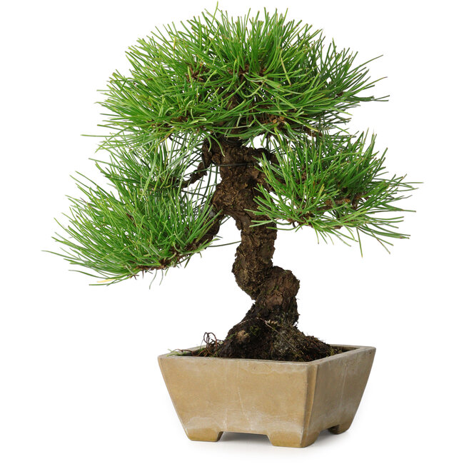 Pinus thunbergii, 26 cm, ± 20 Jahre alt, in einem Topf mit einem Abplatzer am Rand