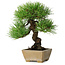 Pinus thunbergii, 26 cm, ± 20 jaar oud, in een pot met een chip van de rand
