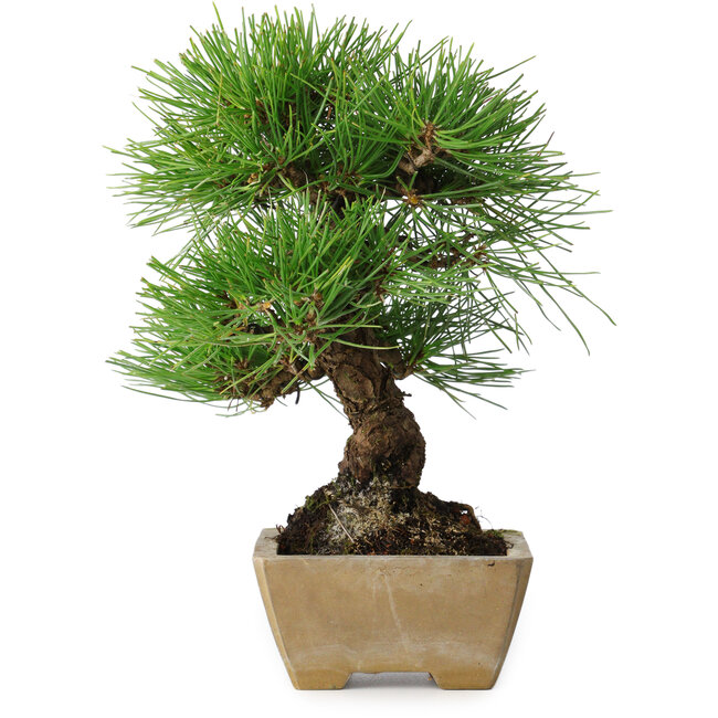 Pinus thunbergii, 26 cm, ± 20 anni, in vaso con scheggiatura del bordo