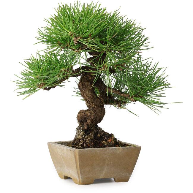 Pinus thunbergii, 26 cm, ± 20 years old, in a pot with a chip of the edge