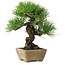 Pinus thunbergii, 26 cm, ± 20 jaar oud, in een pot met een chip van de rand