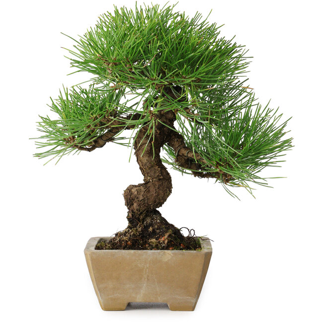 Pinus thunbergii, 26 cm, ± 20 años, en maceta con un desprendimiento en el borde