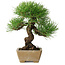 Pinus thunbergii, 26 cm, ± 20 ans, dans un pot avec un éclat du bord