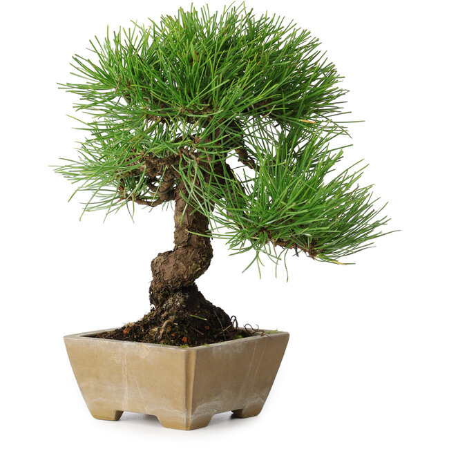 Pinus thunbergii, 26 cm, ± 20 Jahre alt, in einem Topf mit einem Abplatzer am Rand
