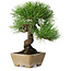 Pinus thunbergii, 26 cm, ± 20 jaar oud, in een pot met een chip van de rand