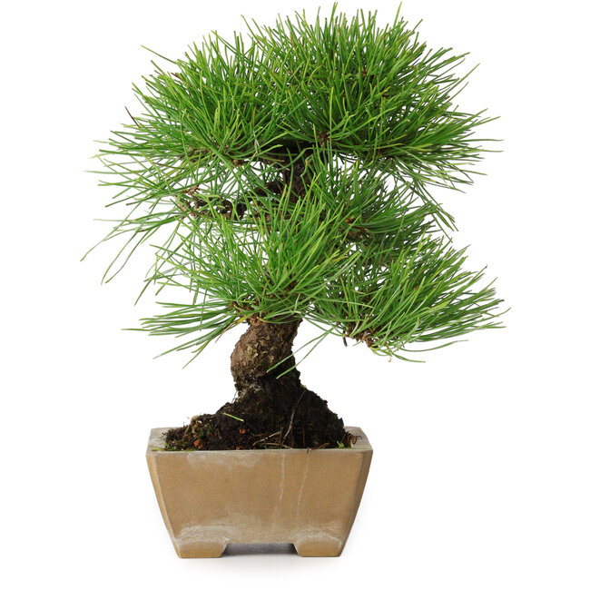 Pinus thunbergii, 26 cm, ± 20 jaar oud, in een pot met een chip van de rand