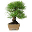 Pinus thunbergii, 26 cm, ± 20 jaar oud, in een pot met een chip van de rand