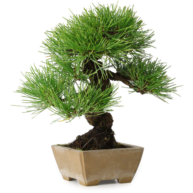 Pinus thunbergii, 26 cm, ± 20 años, en maceta con un desprendimiento en el borde