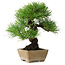 Pinus thunbergii, 26 cm, ± 20 ans, dans un pot avec un éclat du bord