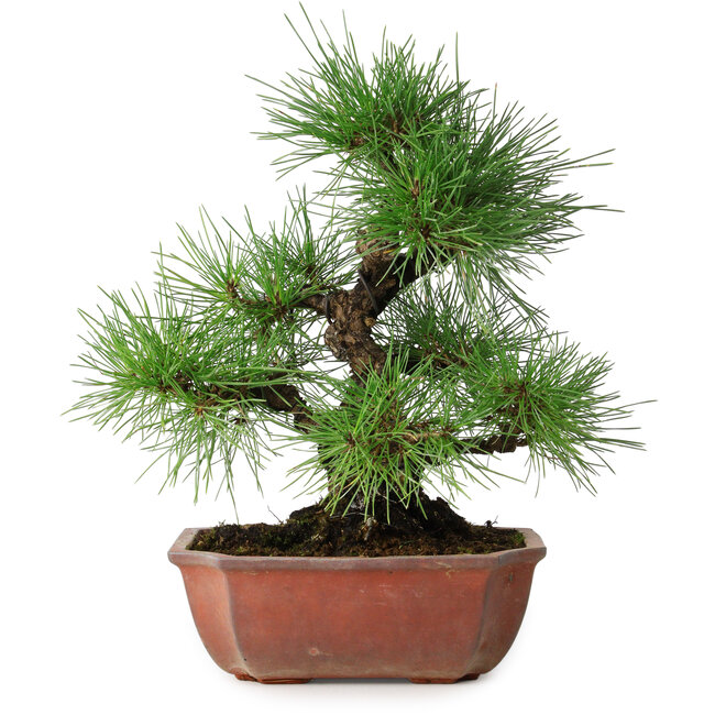 Pinus thunbergii, 28 cm, ± 20 jaar oud