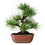 Pinus thunbergii, 28 cm, ± 20 jaar oud