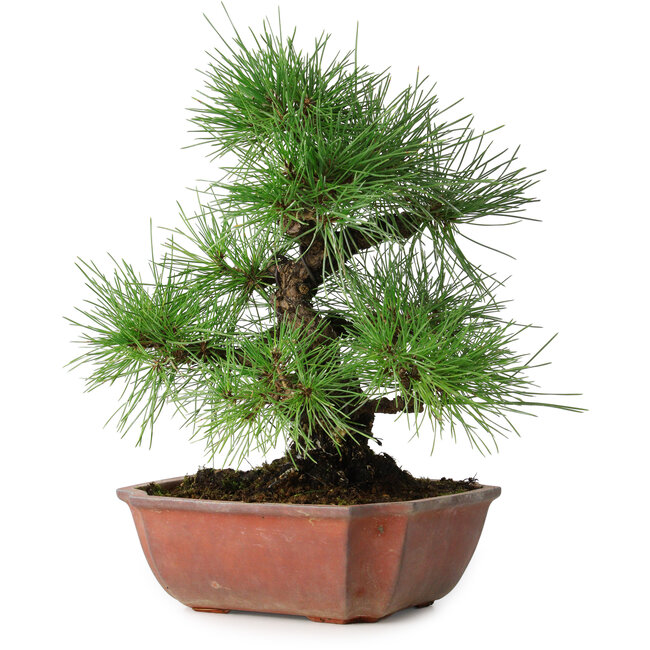 Pinus thunbergii, 28 cm, ± 20 years old