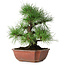 Pinus thunbergii, 28 cm, ± 20 jaar oud