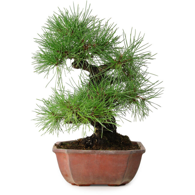 Pinus thunbergii, 28 cm, ± 20 anni