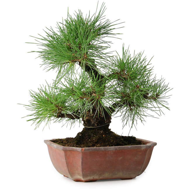 Pinus thunbergii, 28 cm, ± 20 Jahre alt