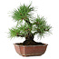 Pinus thunbergii, 28 cm, ± 20 jaar oud