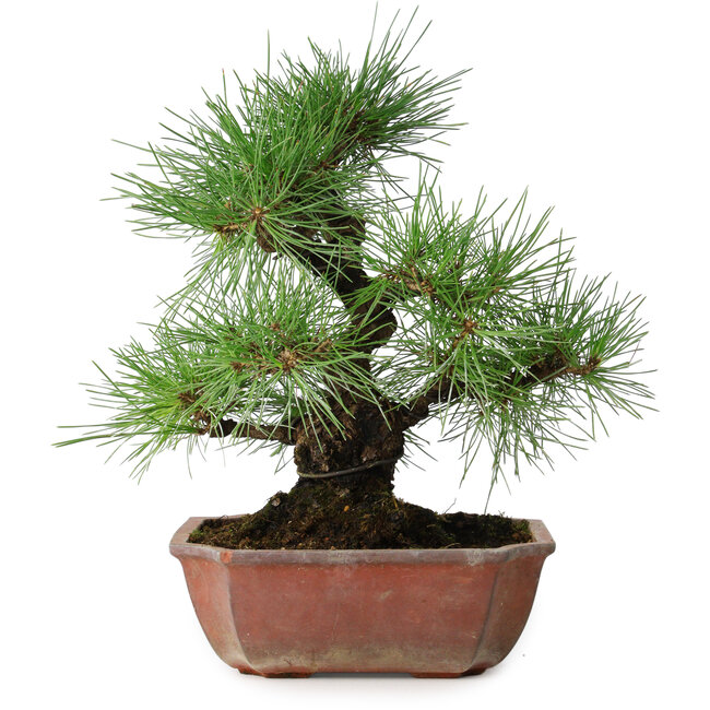 Pinus thunbergii, 28 cm, ± 20 ans
