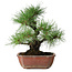 Pinus thunbergii, 28 cm, ± 20 Jahre alt