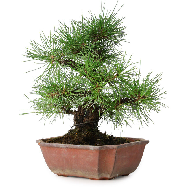 Pinus thunbergii, 28 cm, ± 20 Jahre alt