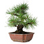 Pinus thunbergii, 28 cm, ± 20 ans
