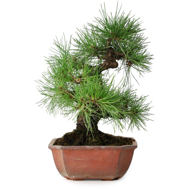 Pinus thunbergii, 28 cm, ± 20 anni