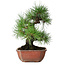 Pinus thunbergii, 28 cm, ± 20 ans