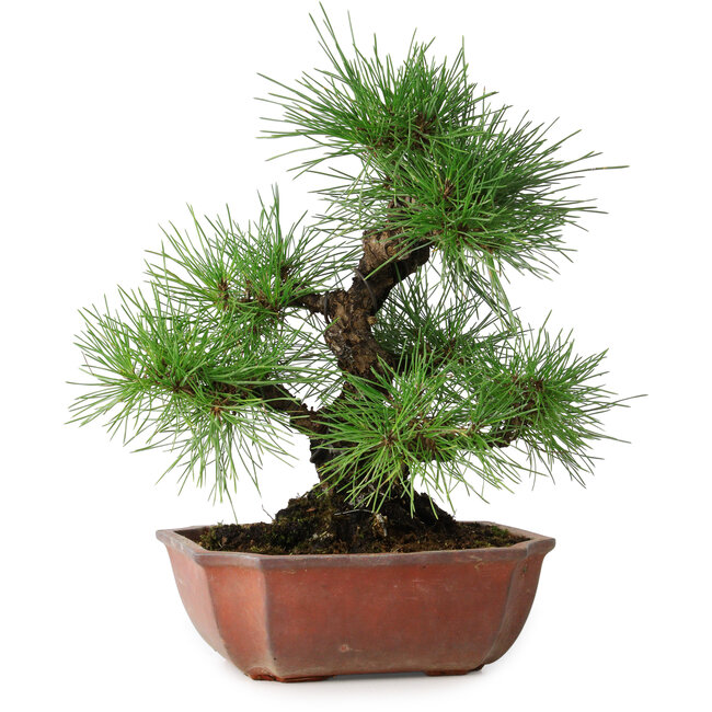 Pinus thunbergii, 28 cm, ± 20 jaar oud