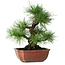 Pinus thunbergii, 28 cm, ± 20 ans