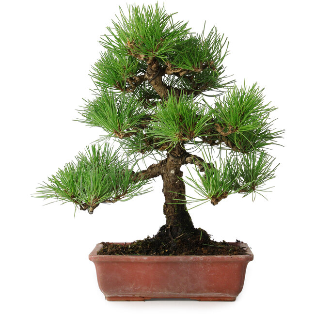 Pinus thunbergii, 33 cm, ± 20 jaar oud