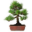 Pinus thunbergii, 33 cm, ± 20 ans