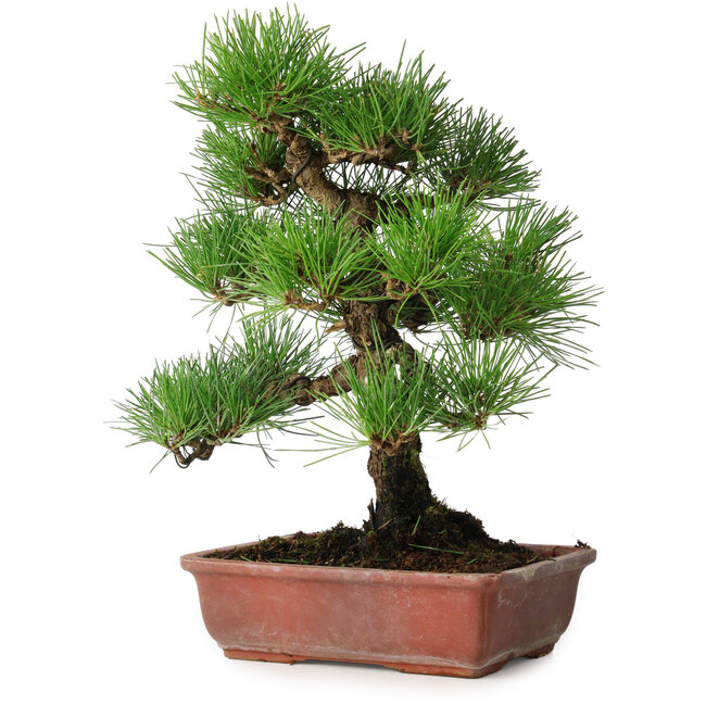 Pinus thunbergii, 33 cm, ± 20 jaar oud