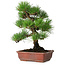 Pinus thunbergii, 33 cm, ± 20 jaar oud
