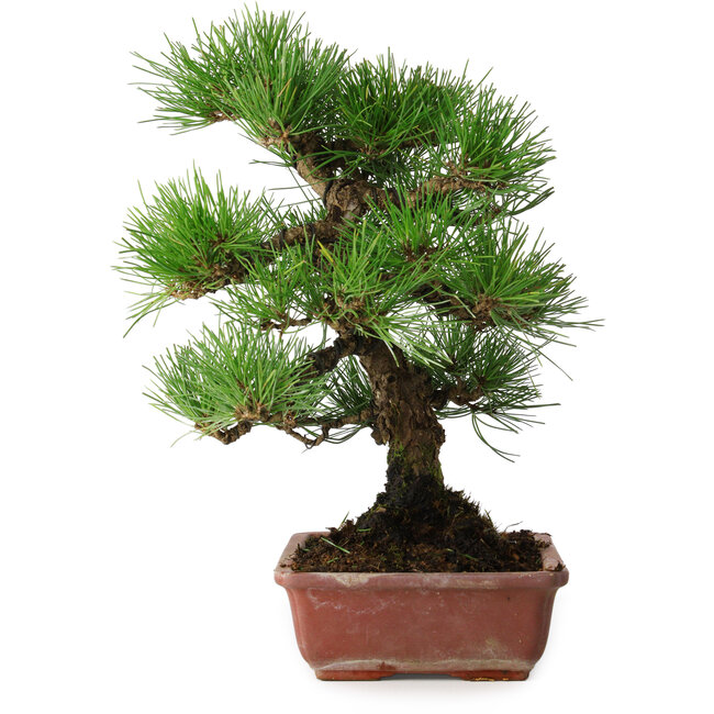 Pinus thunbergii, 33 cm, ± 20 jaar oud