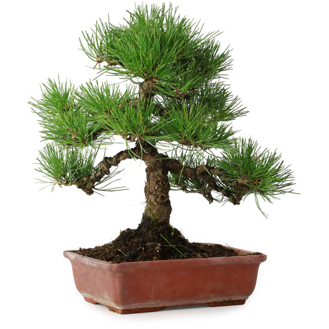 Pinus thunbergii, 33 cm, ± 20 jaar oud