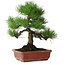 Pinus thunbergii, 33 cm, ± 20 jaar oud