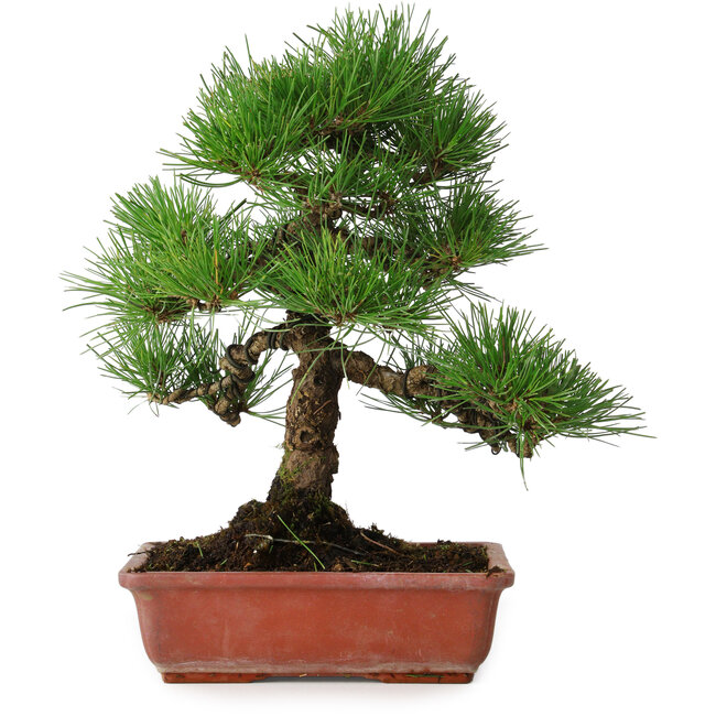 Pinus thunbergii, 33 cm, ± 20 jaar oud