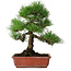 Pinus thunbergii, 33 cm, ± 20 jaar oud