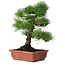 Pinus thunbergii, 33 cm, ± 20 jaar oud